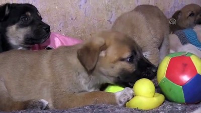 Ormanda bulduğu köpekler için 'sıcak yuva' oluşturdu - ANKARA 