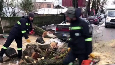 Şiddetli rüzgar - Aracın üzerine ağaç devrildi - SAKARYA 