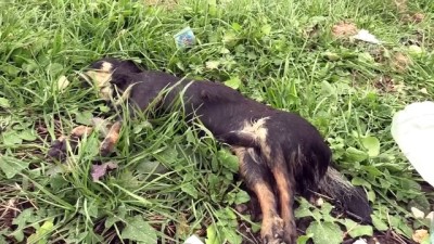 8 köpek ve 1 kedi telef oldu - EDİRNE 