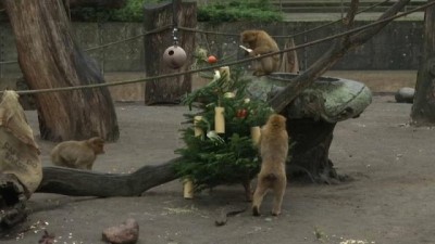 hayvanat bahcesi - Berlin'de istenmeyen noel ağaçları ile hayvanlara ziyafet Videosu