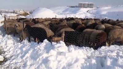 Besicilerden karda zorlu mesai - MUŞ 