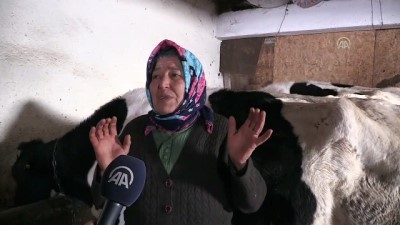 Dolandırılan şehit ailesine inekleri teslim edildi - KIRIKKALE