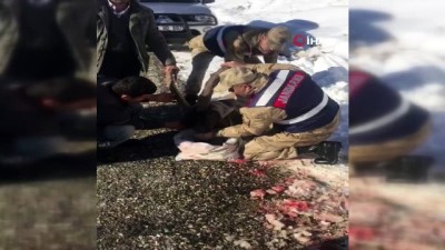yaban kecisi -  Jandarma yaralı dağ keçisini battaniyeye sardı Videosu