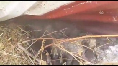 Kar altında kalan köpek yavrularını ekipler kurtardı - HAKKARİ 