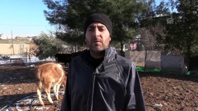 Devlet desteğiyle üretici oldu - SİİRT