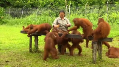 orangutan - Endonezya'da orangutanlar için vahşi hayata uyum eğitimi Videosu