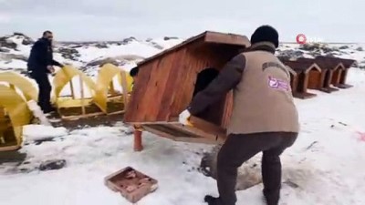  Konya'da sokak köpeklerine sıcak yuva 