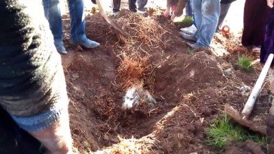  Şanlıurfa’da ahır çöktü: 8 hayvan telef oldu