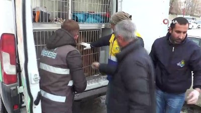  Van’da sokak köpekleri için sıkı çalışma
