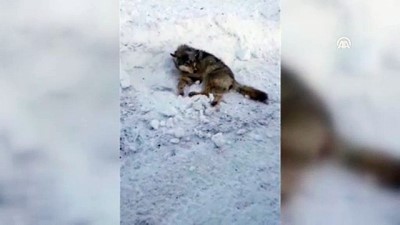 Yaralı kurt tedavi altına alındı - ARDAHAN 