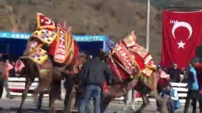 gunesli hava -  Güzel havayı fırsat bildiler, deve güreşine akın ettiler  Videosu
