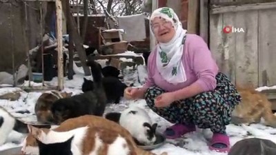 hayvan sevgisi -  Nuriye Teyze, üşümesinler diye 58 kediye evinde bakıyor  Videosu