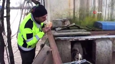  AFAD ve MAT ekipleri selde mahsur kalan hayvanları unutmadı 