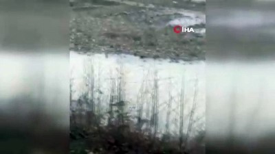  Bartın’da su samurları kameraya yakalandı 