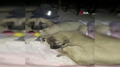 tedavi sureci -  Köpeği ezip kaçan zanlı yakalandı  Videosu