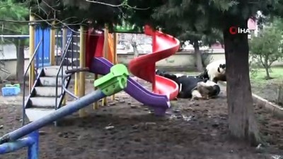 tarim arazisi -  Şiddetli yağış sonrası Karacabey sular altında kaldı  Videosu