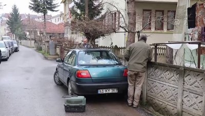 Yaralı kuzgun tedavi altına alındı - DÜZCE 