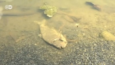 Yüz binlerce balık kıyıya vurdu 