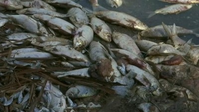 | Balık ölümlerine önlem için akarsu ve göllere oksijen pompalanacak 