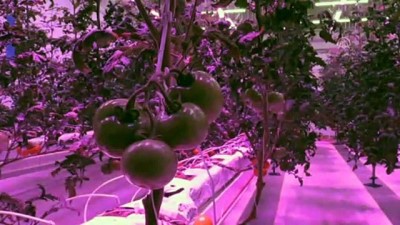 kuzey yarim kure - Ledle aydınlattıkları serada domates yetiştiriyorlar - ANTALYA  Videosu