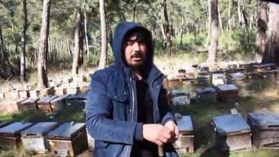 Muğla'da ayıların arı kovanlarını parçalaması