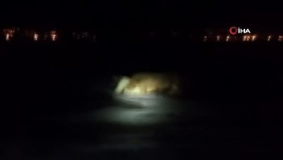  Buzda mahsur kalan ineği itfaiye ekipleri kurtardı 