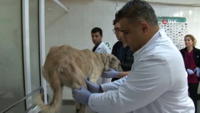  Kalp yetmezliği tespit edilen köpeğe stent takıldı 