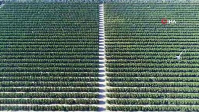 tarim arazisi -  Sular altında kalan binlerce dönüm tarım arazisi havadan görüntülendi Videosu