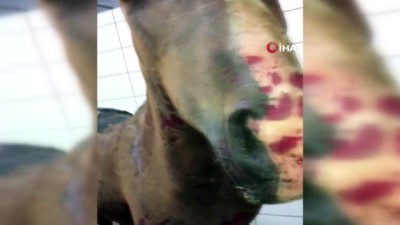  Büyükada'da yangında yaralanan atlardan biri öldü 