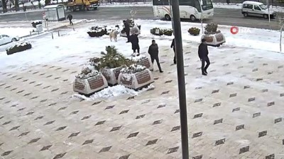 sokak kopegi -  Elazığ'da örnek davranış, kahvaltısını köpeğe verdi Videosu