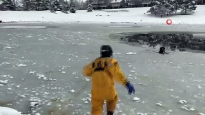 buz tutan gol -  - İtfaiyeciler Buz Tutan Göldeki Köpeği Bata Çıka Kurtardı Videosu