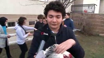 hayvan sevgisi -  Kazandığı liseye tavuklarını getirmişti...15 tatilde tavuklarını görüntülü arayacak  Videosu