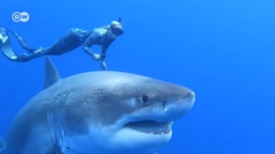 kopek baligi - Köpek balığıyla bir gün Videosu