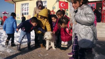 hayvan sevgisi - Okullar hayvanların barınağı oldu - SİVAS  Videosu