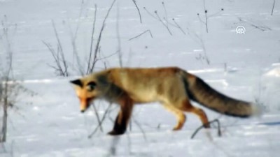 Tilkinin kar altında fare avı kamerada - GÜMÜŞHANE