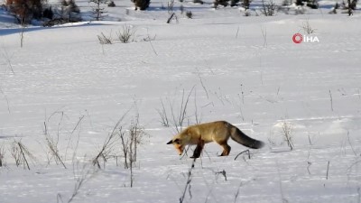 belgesel -  Yoğun karda aç kalan tilki böyle avlandı Videosu