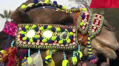 En güzel deve seçildi - İZMİR