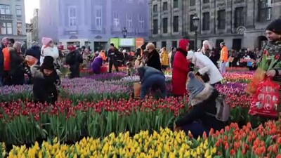 lale sogani - Hollanda'da 'Ulusal Lale Günü' etkinliği - AMSTERDAM Videosu