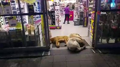 dar kapi -  Köpekler ısınmak için dükkan kapısını mesken tuttu  Videosu