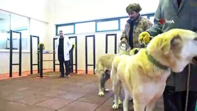  Köpeklere Suni tohumlama yöntemi 