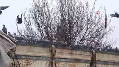 uttu -  Aç kalan güvercinler buğday kamyonlarını mesken tuttu Videosu