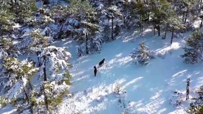 yasam mucadelesi - Kütahya'nın yılkı atları kar üstünde görüntülendi  Videosu