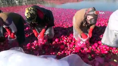 kadin isci -  Turplar vadisinden Kadirli’ye yılda 100 milyonluk katkı  Videosu