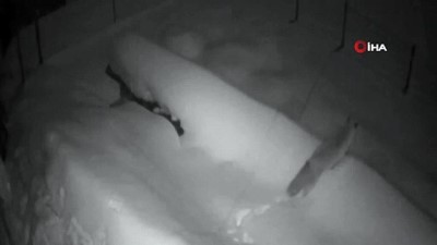  Aç kalan tilki köye indi 