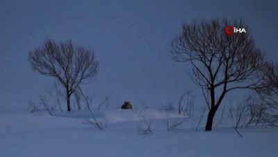  Aç kalan kurt köye indi... Kameraya böyle yansıdı. 