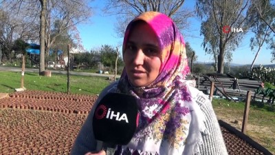  Aldığı teşvik ile lale, sümbül ve nergis yetiştiriyor 