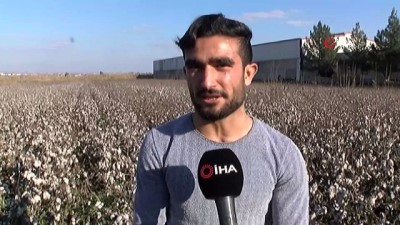 gunesli -  “Beyaz altın” tarlada kaldı  Videosu