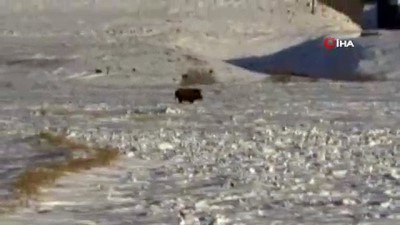 yaban domuzu -  Kars’ta aç kalan domuz sürüsü köye indi  Videosu