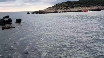 olta -  Kaş kıyılarında Akdeniz foku görüldü  Videosu