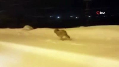  - Sarıkamış’ta aç kalan tilki ve kurt ilçe merkezine indi 